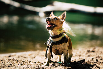 Jack Russell playing on the beach