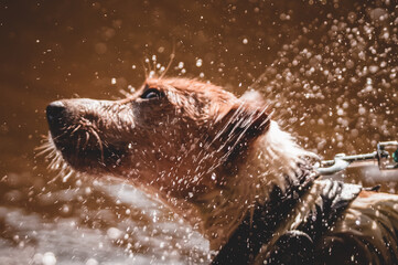 Fototapeta premium Jack Russell playing on the beach