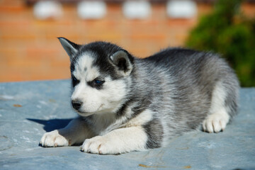 Siberian husky puppy on green grass