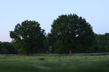 trees in the field