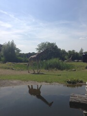 giraffe