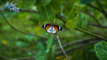 monarch butterfly