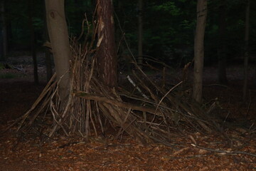 kindling in the forest