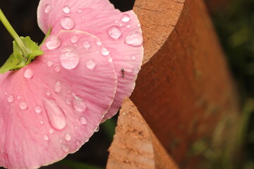 Fototapeta różowy  kwiat  w  kroplach  deszczu obraz