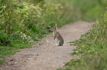 Wild, native young rabbit (Oryctolagus cuniculus) sat up on a farm track and alert to danger on a...
