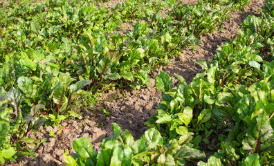 Fresh green leaves of beetroot sowing. A row of green young beet leaves growth in an organic farm. Closeup beetroot leaves growing in the garden. Beetroot foliage field