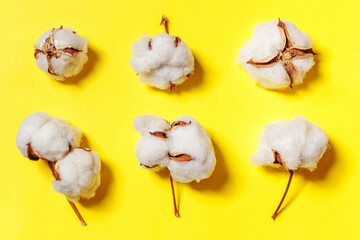 Simply minimal design with white cotton flowers isolated on yellow colorful background. Fabric cloth softness natural organic farm allergy concept.