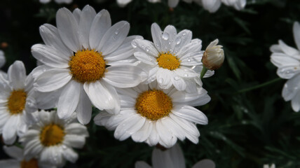 Beautiful daisies after a rain shower with rain drops