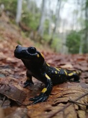 salamander on the ground