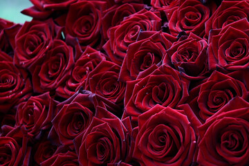 Many velvet red roses close up.Beautiful bouquet.Floral background for design or text.Gorgeous red abstract backdrop.Beautiful bouquet.Low key photography.