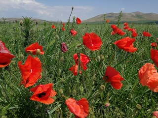 poppy field with blue sky