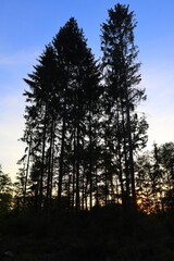 sunset in the forest