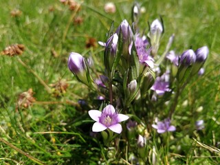 Fototapeta premium Gentianella ramosa (Hegetschw.) Holub wild mountain flower 