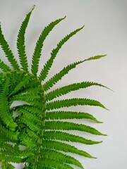 curved green fern leaf isolated on a white background. close up