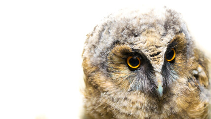 Owl baby on a black background, with yellow eyes and colorful plumage staring.