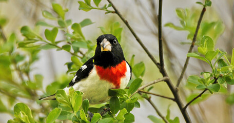 male rose breasted grosbeak.