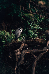 Stork Heron Bird Large Animal Nature 