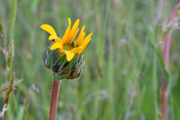 Balsamroot Flower Bud 04