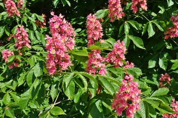 Pink flowers of the red horse chestnut tree Aesculus