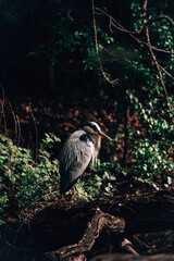 Stork Heron Bird Large Animal Nature 