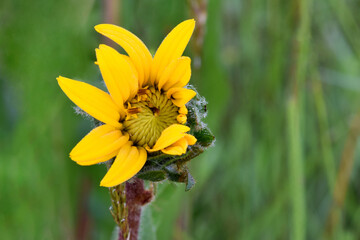 Balsamroot Florets 06