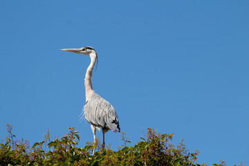 great blue heron