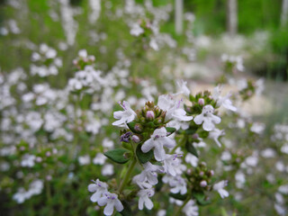 Flowering thyme sprigs in garden. Growing spicy herbs for tea and cooking. Natural floral background.