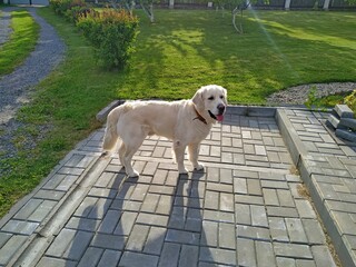 a golden retriever stands on a concrete lash near the driveway to a country house with a green garden in the background