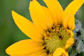 Balsamroot Florets 07