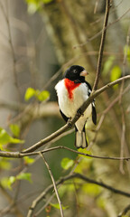 male rose breasted grosbeak