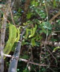A carob tree with green carob