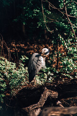 Stork Heron Bird Large Animal Nature 