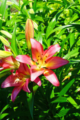 Red, orange and yellow Asiatic lily flower growing in the garden