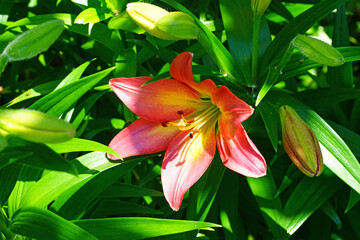 Red, orange and yellow Asiatic lily flower growing in the garden