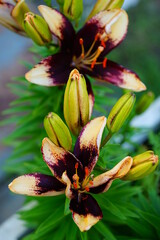 Obraz premium Red, orange and yellow Asiatic lily flower growing in the garden