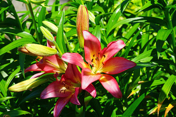 Red, orange and yellow Asiatic lily flower growing in the garden