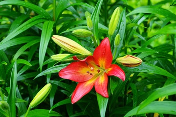 Red, orange and yellow Asiatic lily flower growing in the garden
