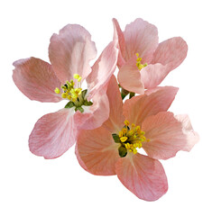 Naklejka premium Light red flowers of apple tree.isolated on white background with clipping path without shadows. Close-up. For design. Nature.