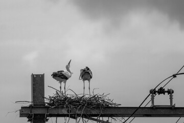 Nesting birds