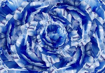 Floral blue background. A bouquet of  blue-white tulips  flowers.  Close-up.   floral collage.  Flower composition. Nature.