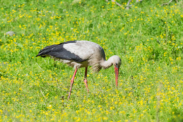 Stork bird with distinctive white and black feathers searching for food in a meadow
