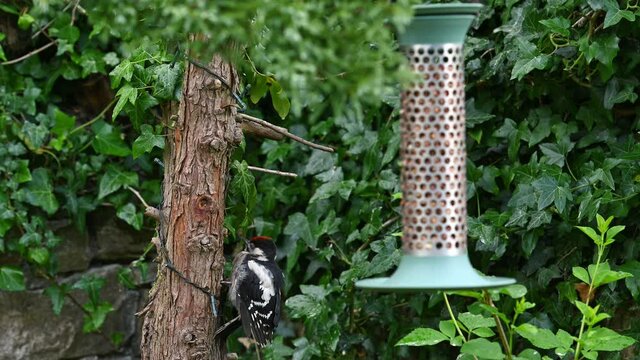 Male Great Spotted Woodpecker on a tree truck with a garden bird feeder in the foreground