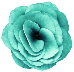 rose flower turquoise. Flower isolated on a white background. No shadows with clipping path. Close-up. Nature.