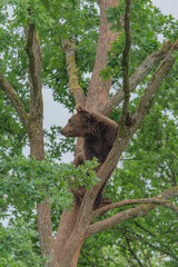 european brown bear in a tree