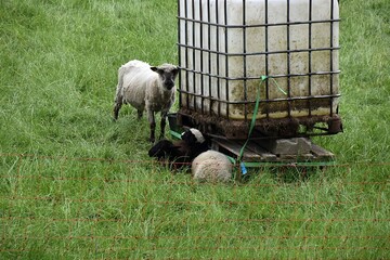 Barany pasa sie na lace © Iwona