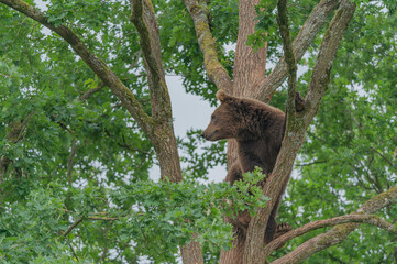 Obraz premium european brown bear in a tree