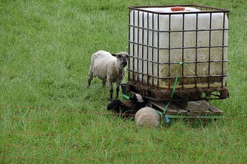 Barany pasa sie na lace © Iwona