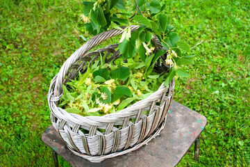 medical linden flowers, summer harvest in wicker basket. Healthy herbal tea plant. Copy space.