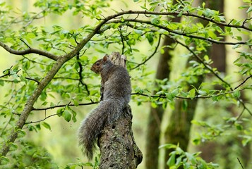 Tree squirrels.Many juvenile squirrels die in the first year of life. Adult squirrels can have a lifespan of 5 to 10 years in the wild. Some can survive 10 to 20 years in captivity.	

