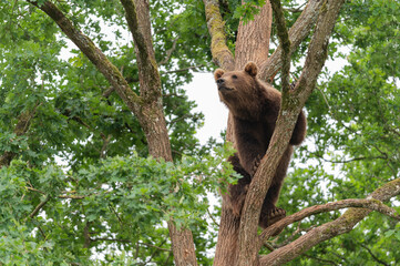 european brown bear in a tree